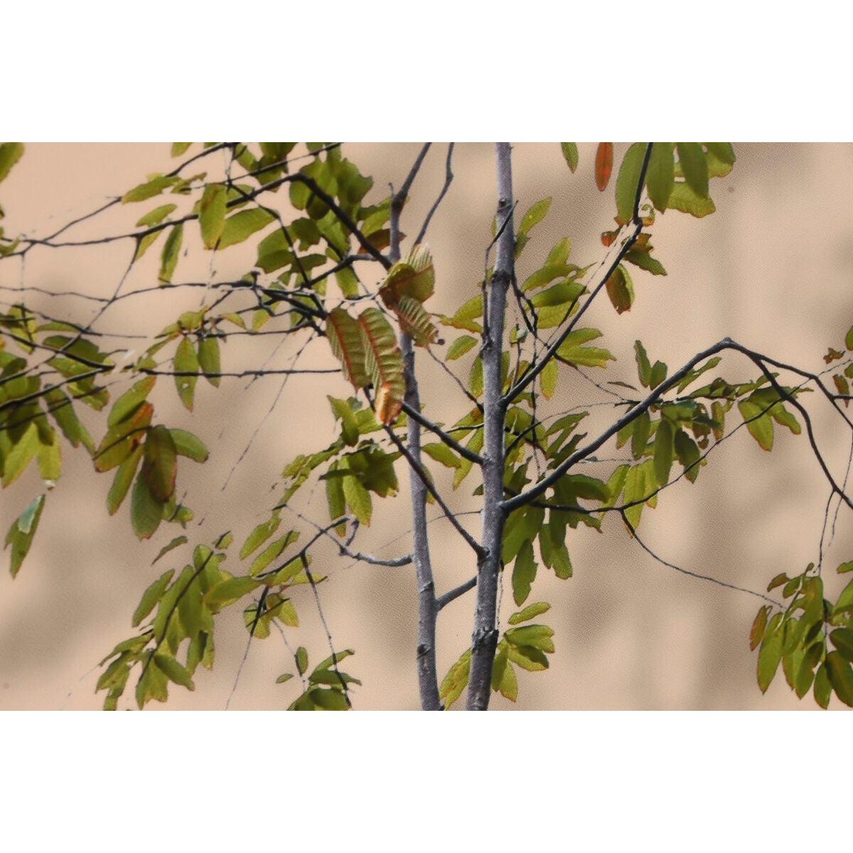 V5H1B753FD7C70109392C843F2F802E1C01R7092021P3